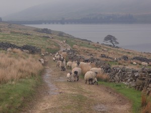 Flock of sheep on Carle Fell Road, above Scar House Reservoir