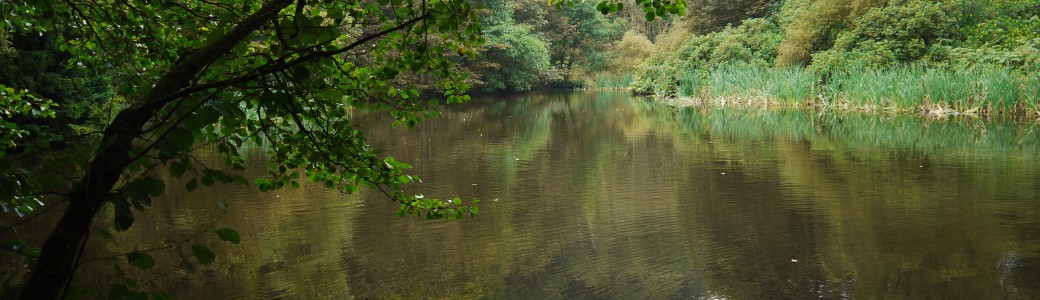 The jetty and pond at Fishpond Wood