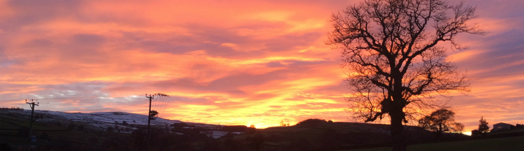 A red and yellow sky with the silhouette of a tree