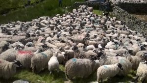 A close up of a flock of sheep