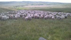 A close up of a flock of sheep in a moorland landscape