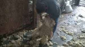 A farmer shearing a sheep