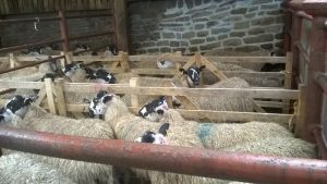 A few indoor pens full of sheep