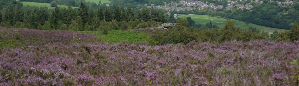 Looking down over Pateley Bridge with heather moorland in the foreground