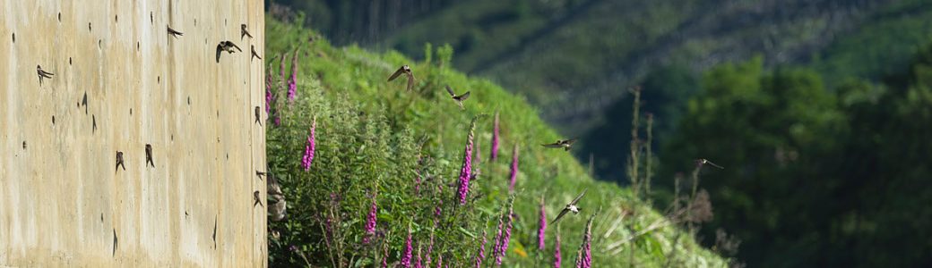 Sand martins flying in and out of the Sand martin wall